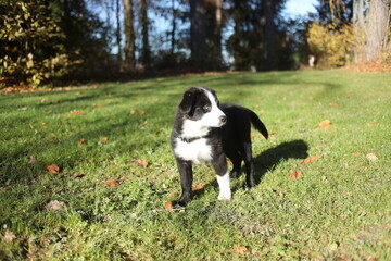 Black and white dog is standing in a grassy field