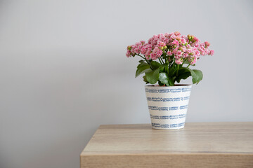 kalanchoe with pink flowers in pot on wooden table