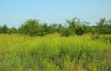 field with grass and trees. High quality photo