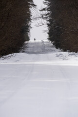 Snow-Covered Forest Road in Winter Landscape