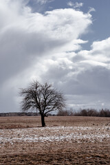Lonely Tree in Agricultural Snowy Field in early Spring against Dramatic Cloudy Sky