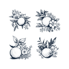 Fototapeta premium Citrus fruits engraving design vector template illustration