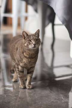 A tabby cat with a focused expression strides confidently across a glossy marble floor in a modern d