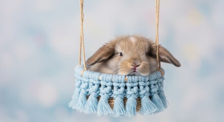 Cute bunny in a tiny blue macrame swing