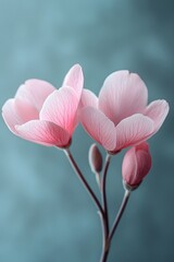Fototapeta premium A cyclamen indoors, with delicate petals and a soft background