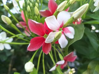 Dutch jasmine flowers. It is a climbing ornamental plant with green leaves and red, pink, or...