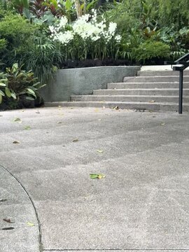 Lizard at the Singapore Botanic Gardens, Singapore