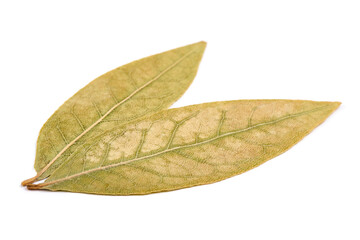 Obraz premium Bay Leaves, isolated on White Background