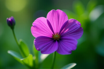 A close-up shot of a purple flower with green leaves