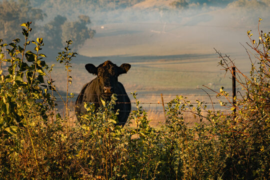 Curious cow with face covered in prickles looking over fence on farm - Powered by Adobe