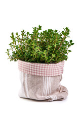 Potted Thyme Herb, isolated on White Background