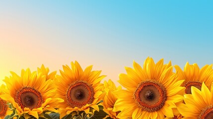Many bright yellow sunflowers bloom against a vibrant blue background