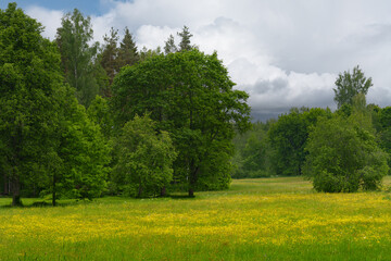 landscape with trees and clouds
