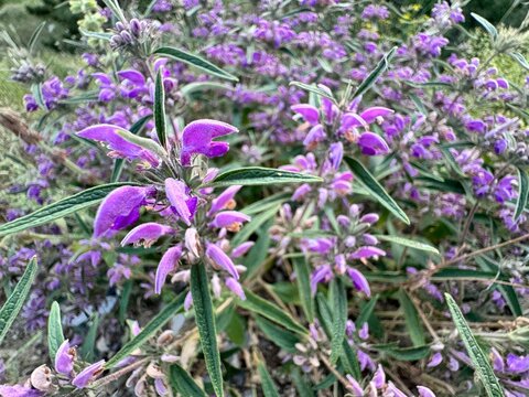 Flowers and leaves of 'Phlomis pungens'. Phlomis species, known as Jerusalem sage, with whorls of purple flowers. A drought-tolerant wildflower common on dry hillsides and forest edges.