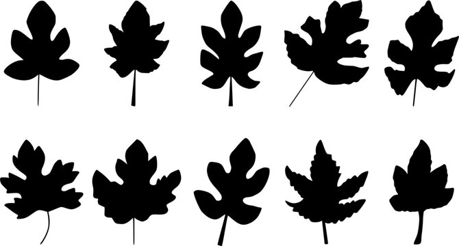 Fig Leaves Silhouette set, hand drawn vector illustration of fig leaf collection, Doodle isolated