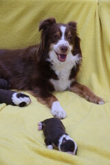 Brown and white dog is laying on a yellow blanket with two puppies