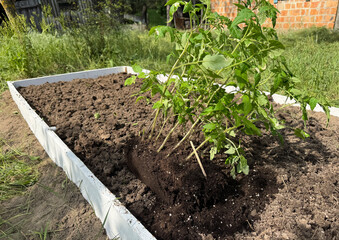 A tall garden bed with a wooden base, filled with fertile soil. Tomato seedlings lie on it before...