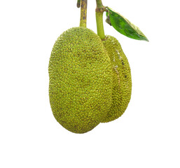 Close-up of fruits hanging on tree