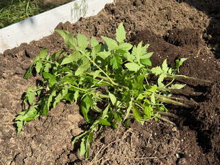 A tall garden bed with a wooden base, filled with fertile soil. Tomato seedlings lie on it before planting in the bed.