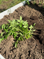A tall garden bed with a wooden base, filled with fertile soil. Tomato seedlings lie on it before planting in the bed. Close-up.