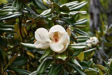 タイサンボク　Southern magnolia