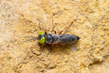 Selective focus on a square-headed wasp, Tachysphex Erythropus