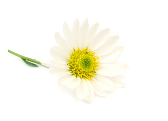 Common daisy, medicinal plant, daisy flowers (Bellis perennis) are used in folk medicine as a remedy for skin diseases, painful or absent menstruation, headaches, dizzy spells and insomnia © Phong