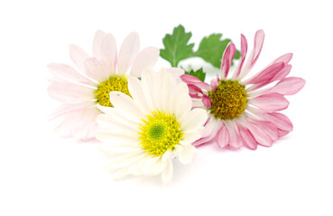 Common daisy, medicinal plant, daisy flowers (Bellis perennis) are used in folk medicine as a...