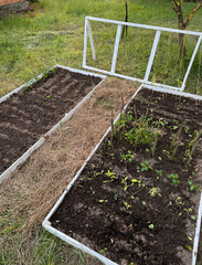 Raised garden beds with wooden frames. Filled with fertile soil. Planted with garden crops. Trellis...