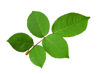 Obraz premium Leaves on Stem, High Angle View, Close Up