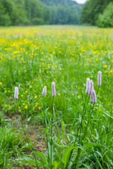 Bistorta officinalis growing in a field with yellow flowers and green grass in Vysker, Czechia