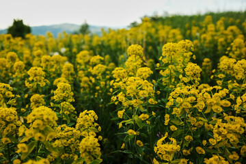 Bright yellow wildflowers in full bloom on a hillside in Serbia, with soft mountains in the background under a cloudy sky.