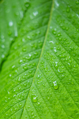 Close up of water droplets glistening on a vibrant green leaf in Hruba Skala, Czechia