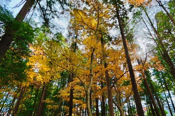 autumn in the forest