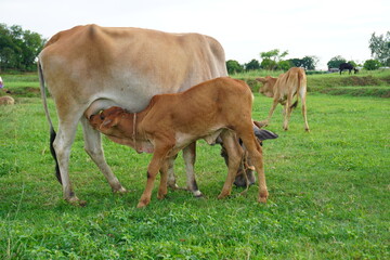 Indian calf drinking milk from mother cow in green field – rural livestock farming  © Md Jakir Hossain
