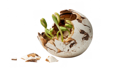 Green plant emerging from a cracked eggshell on a transparent background, representing new life, growth, and the boundless potential found in natures delicate beginnings