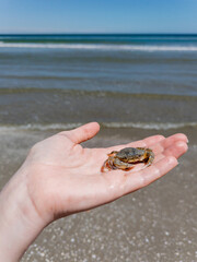 hand holds a small crab