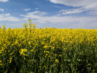 field with yellow flowers