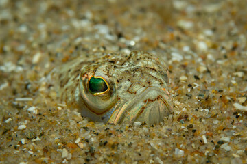 Peterm&auml;nnchen im Sand
