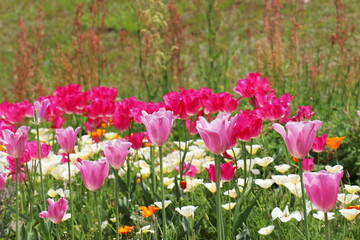 濃いピンク色の枝咲きチューリップ　ドリームクラブ