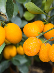 Freshly picked oranges hanging from a vibrant tree in a sunny orchard during harvest season