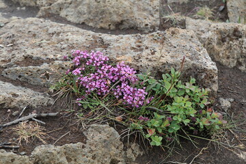 pretty purple flowers of the arctic thyme growing on volcanic rock and sandy soil in Icedand