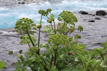 Bright green angelica plant against a backdrop of a fast flowing mountain river
