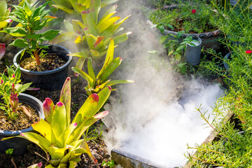 plants in a garden