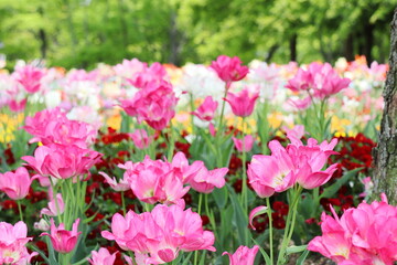 Obraz premium ピンク色のチューリップ ドリームクラブの花壇