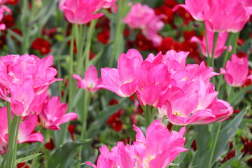 ピンク色のチューリップ　ドリームクラブの花壇