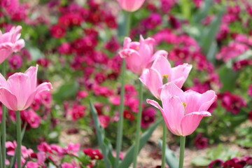 ピンク色のチューリップの花