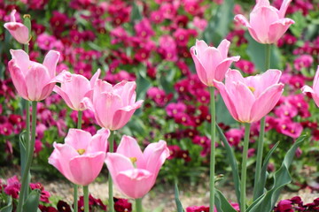 ピンク色のチューリップの花