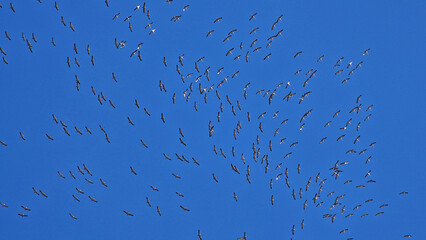 winter migration of common cranes flying in groups