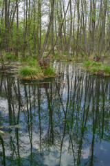 Obraz premium Spring swamp forest with flooded trees and sky reflections in the calm wilderness